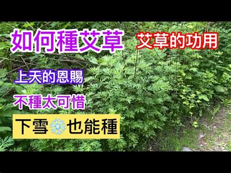 艾草種植禁忌